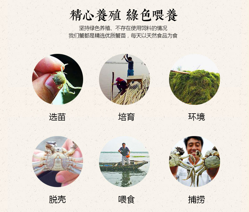 澄沁大閘蟹-精心喂養，綠色養殖